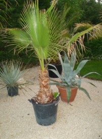 Washingtonia robusta_02